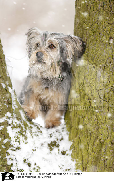 Terrier-Mischling im Schnee / Terrier-Mongrel in snow / RR-63918