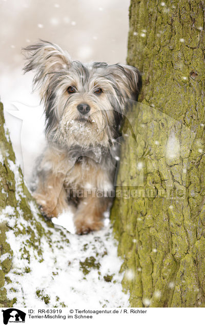 Terrier-Mischling im Schnee / Terrier-Mongrel in snow / RR-63919