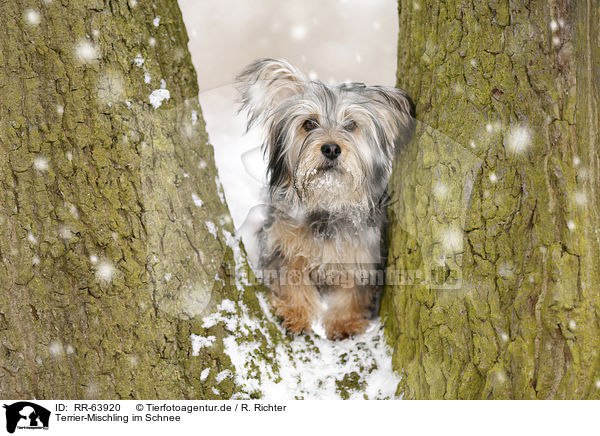Terrier-Mischling im Schnee / Terrier-Mongrel in snow / RR-63920