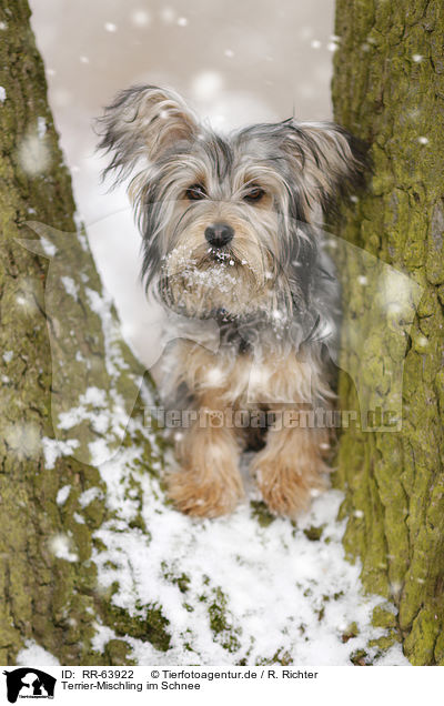 Terrier-Mischling im Schnee / Terrier-Mongrel in snow / RR-63922