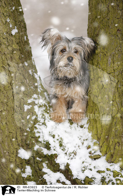 Terrier-Mischling im Schnee / Terrier-Mongrel in snow / RR-63923
