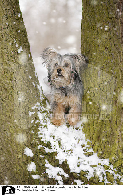 Terrier-Mischling im Schnee / Terrier-Mongrel in snow / RR-63924