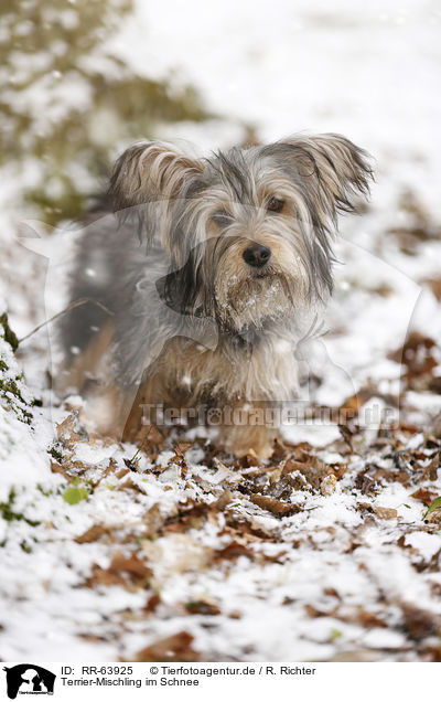 Terrier-Mischling im Schnee / Terrier-Mongrel in snow / RR-63925