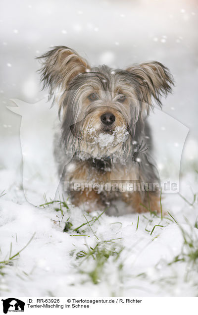 Terrier-Mischling im Schnee / Terrier-Mongrel in snow / RR-63926