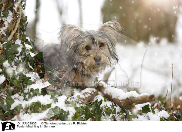 Terrier-Mischling im Schnee / Terrier-Mongrel in snow / RR-63935