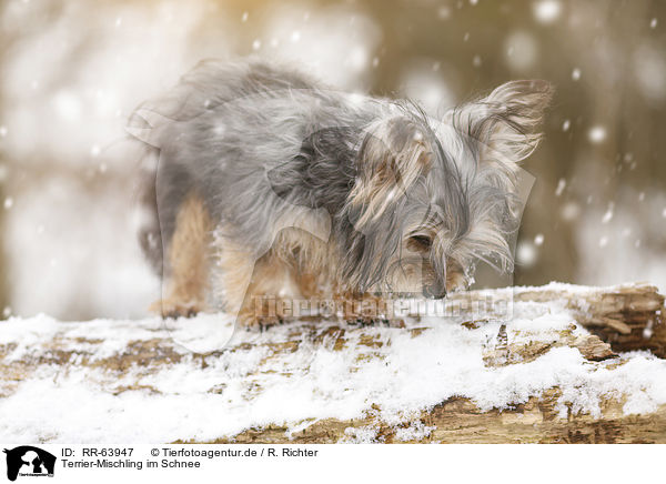 Terrier-Mischling im Schnee / Terrier-Mongrel in snow / RR-63947