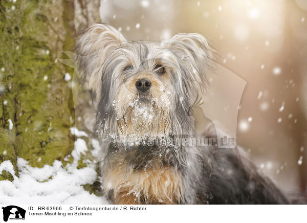 Terrier-Mischling im Schnee / Terrier-Mongrel in snow / RR-63966