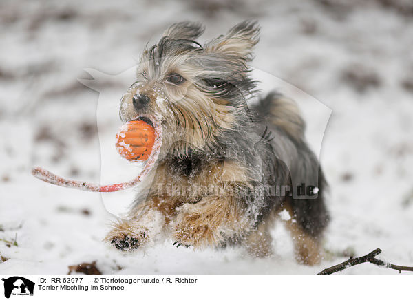 Terrier-Mischling im Schnee / RR-63977
