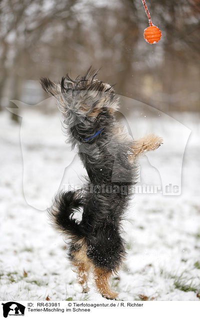 Terrier-Mischling im Schnee / Terrier-Mongrel in snow / RR-63981