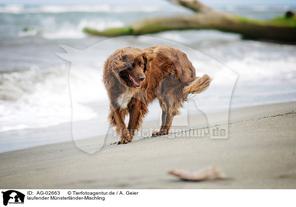 laufender Mnsterlnder-Mischling / walking Munsterlander-Mongrel / AG-02663