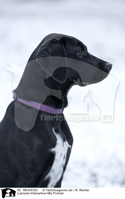 Labrador-Dalmatiner-Mix Portrait / Labrador-Dalmatian-Mongrel Portrait / RR-64353