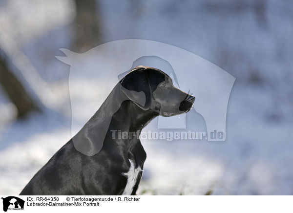 Labrador-Dalmatiner-Mix Portrait / Labrador-Dalmatian-Mongrel Portrait / RR-64358