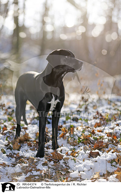 Labrador-Dalmatiner-Mix / Labrador-Dalmatian-Mongrel / RR-64374