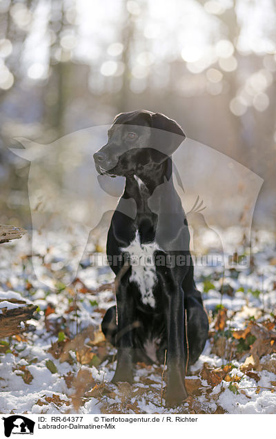 Labrador-Dalmatiner-Mix / RR-64377