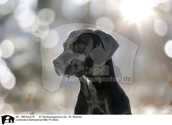 Labrador-Dalmatiner-Mix Portrait / RR-64379