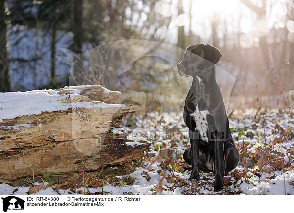 sitzender Labrador-Dalmatiner-Mix / RR-64380
