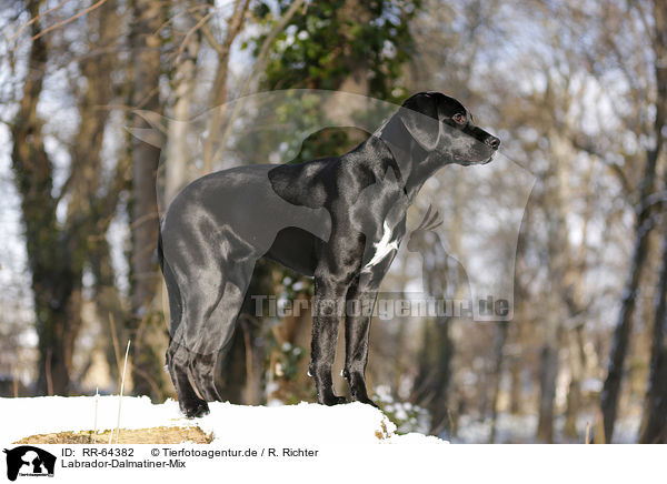 Labrador-Dalmatiner-Mix / RR-64382