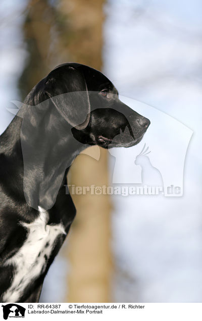 Labrador-Dalmatiner-Mix Portrait / RR-64387