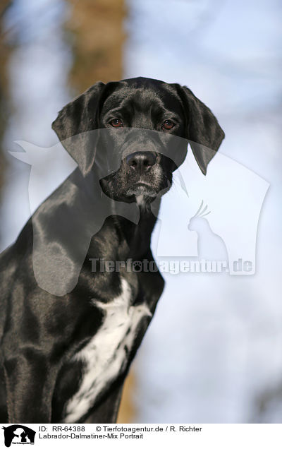 Labrador-Dalmatiner-Mix Portrait / RR-64388
