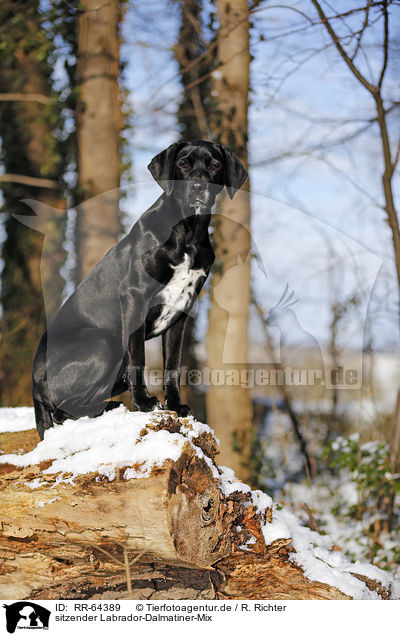 sitzender Labrador-Dalmatiner-Mix / RR-64389