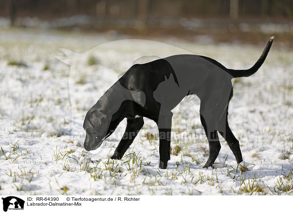 Labrador-Dalmatiner-Mix / RR-64390