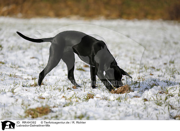 Labrador-Dalmatiner-Mix / RR-64392