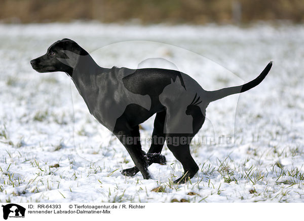 rennender Labrador-Dalmatiner-Mix / RR-64393