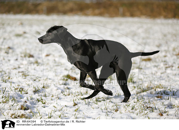 rennender Labrador-Dalmatiner-Mix / RR-64394