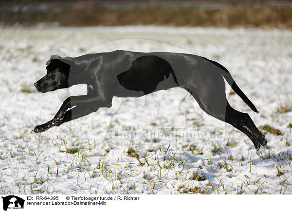 rennender Labrador-Dalmatiner-Mix / RR-64395