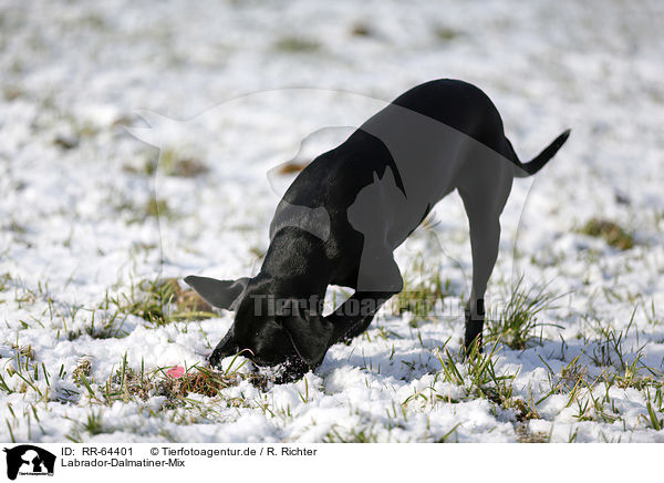 Labrador-Dalmatiner-Mix / Labrador-Dalmatian-Mongrel / RR-64401