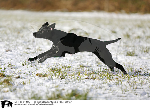 rennender Labrador-Dalmatiner-Mix / running Labrador-Dalmatian-Mongrel / RR-64402