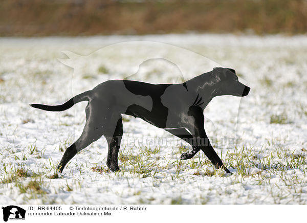 rennender Labrador-Dalmatiner-Mix / running Labrador-Dalmatian-Mongrel / RR-64405
