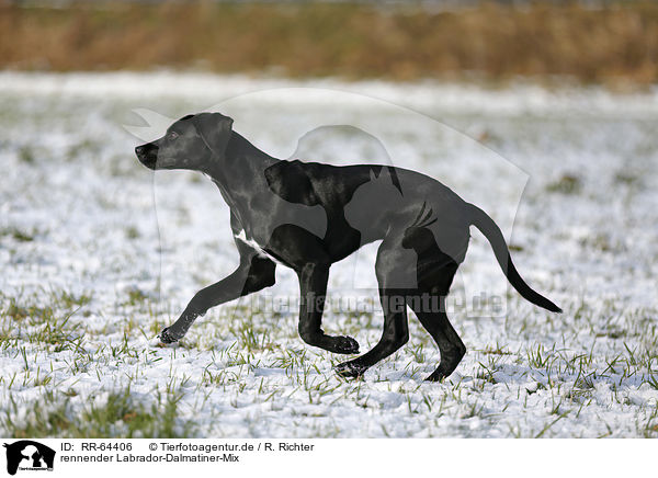 rennender Labrador-Dalmatiner-Mix / running Labrador-Dalmatian-Mongrel / RR-64406