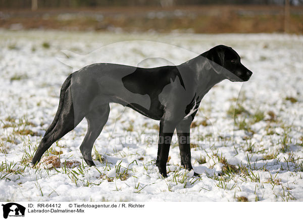 Labrador-Dalmatiner-Mix / Labrador-Dalmatian-Mongrel / RR-64412