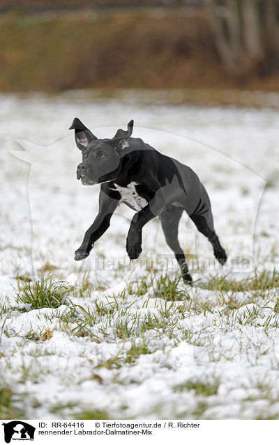 rennender Labrador-Dalmatiner-Mix / running Labrador-Dalmatian-Mongrel / RR-64416