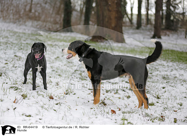 Hunde / dogs / RR-64419