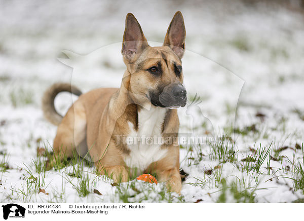 liegender Malinois-Boxer-Mischling / RR-64484