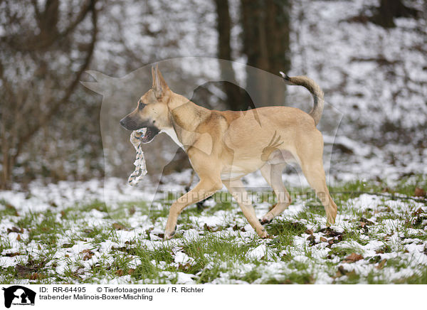 trabender Malinois-Boxer-Mischling / trotting Malinois-Boxer-Mongrel / RR-64495