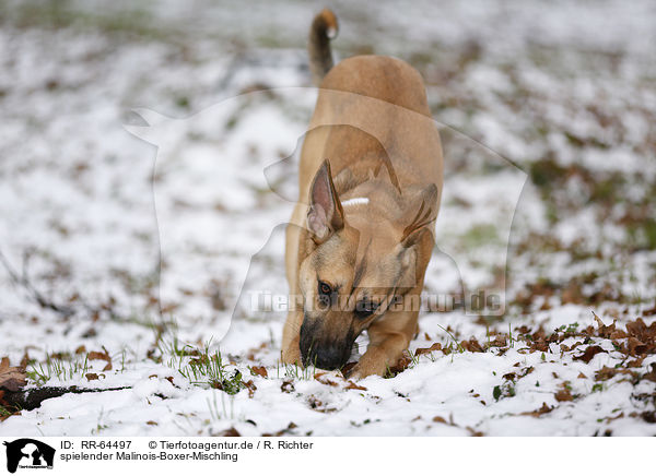 spielender Malinois-Boxer-Mischling / playing Malinois-Boxer-Mongrel / RR-64497