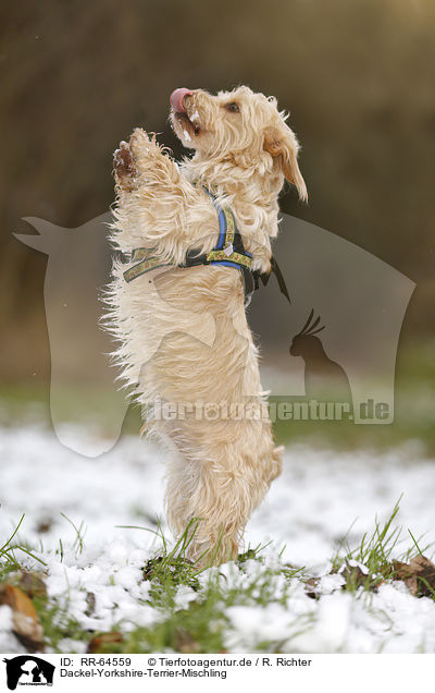 Dackel-Yorkshire-Terrier-Mischling / Dachshund-Yorkshire-Terrier-Mongrel / RR-64559