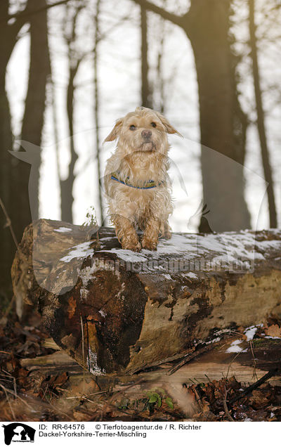 Dackel-Yorkshire-Terrier-Mischling / Dachshund-Yorkshire-Terrier-Mongrel / RR-64576