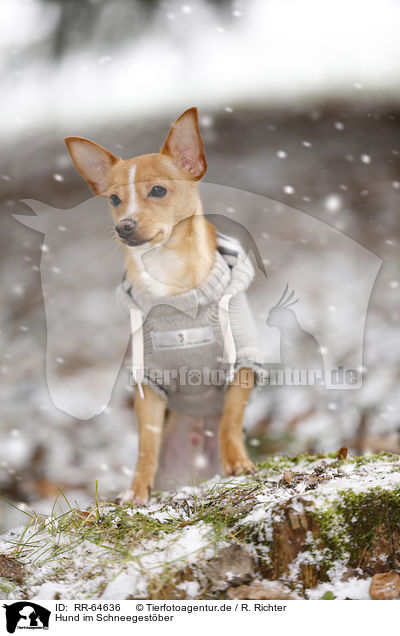 Hund im Schneegest�ber / dog in driving snow / RR-64636