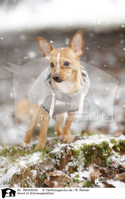 Hund im Schneegestber / dog in driving snow / RR-64638
