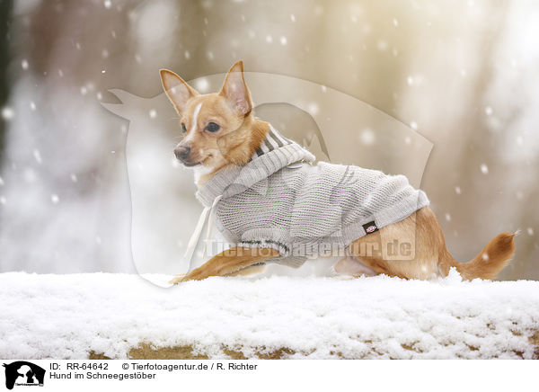 Hund im Schneegest�ber / dog in driving snow / RR-64642