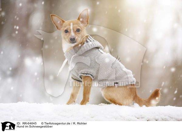 Hund im Schneegest�ber / dog in driving snow / RR-64645