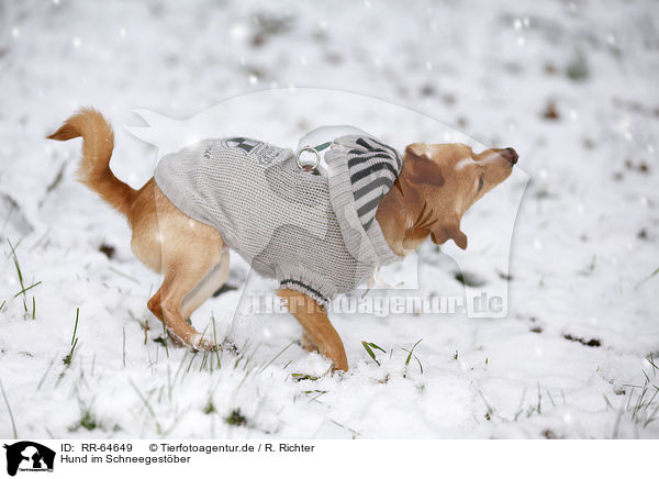 Hund im Schneegest�ber / dog in driving snow / RR-64649