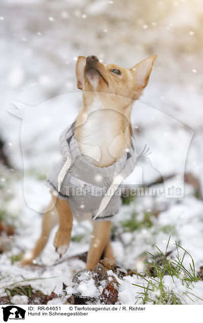 Hund im Schneegestber / dog in driving snow / RR-64651