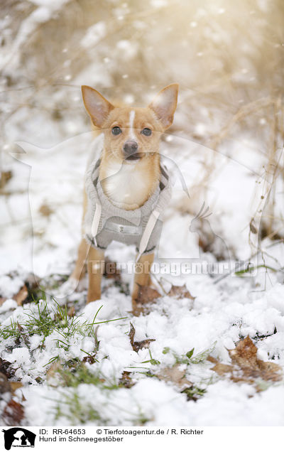 Hund im Schneegest�ber / dog in driving snow / RR-64653