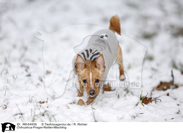 Chihuahua-Prager-Rattler-Mischling / Chihuahua-Prague-Ratter-Mongrel / RR-64656