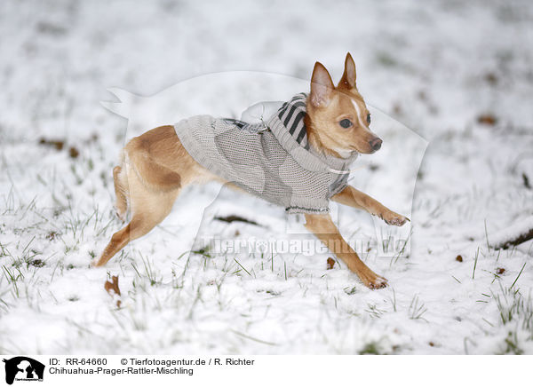 Chihuahua-Prager-Rattler-Mischling / Chihuahua-Prague-Ratter-Mongrel / RR-64660